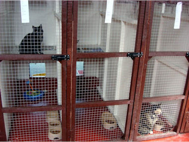 Cattery