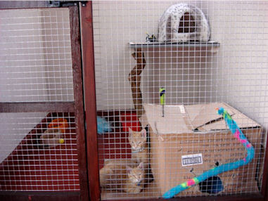 Cattery