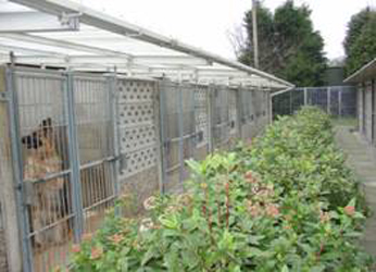 Large Kennels