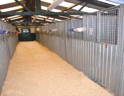 Large Boarding Kennels 